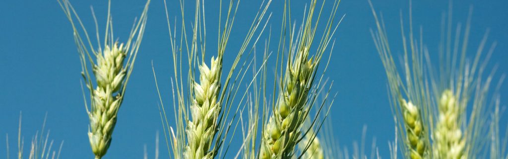 Jesenné aplikácie v pšenici a repke