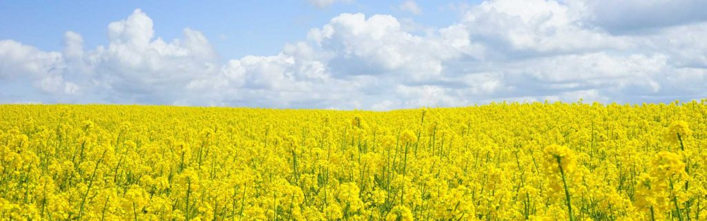 Dlhodobé používanie biostimulátorov v repke